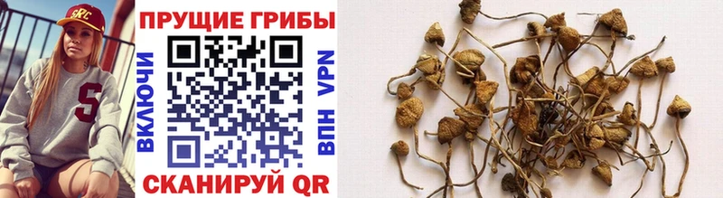 Купить  Барнаул  Галлюциногенные грибы Psilocybine cubensis 
